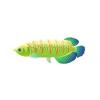 Lime Tiger Arowana