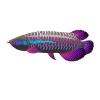 Arowana - Set 3