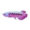 Purple Streak Arowana