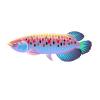 Rainbow Scale Arowana