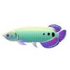 Three Spot Arowana