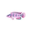 Pink Badis