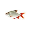 Tinfoil Redtail Barb