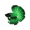 Electric Green Betta