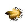 Golden Crowntail Betta