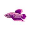 Purple Shorttail Betta