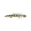 Bichir - Set 1