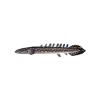 Ornate Bichir