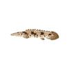 Bichir