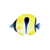 Butterfly Fish