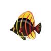 Butterfly Fish - Set 2