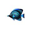 Twilight Stripe Butterflyfish