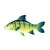 Lime Giant Carp