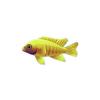 Cichlids - Set 1