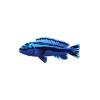 Blue Johanni Cichlid