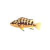 Bumblebee Cichlid