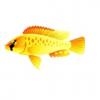 Calliptera Cichlid