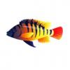 Red Tail Cichlid