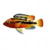 Rock Kribensis Cichlid