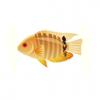 Banded Cichlid