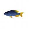 Cichlids - Set 4