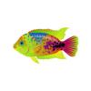 Atomic Rainbow Cichlid