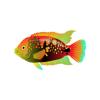 Aztec Rainbow Cichlid