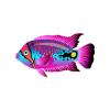 Bandit Rainbow Cichlid