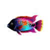 Galactic Rainbow Cichlid