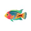 Paradise Rainbow Cichlid