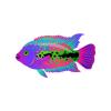 Stellar Rainbow Cichlid