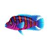 Red Devil Cichlids