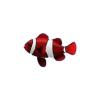 Clownfish - Set 1