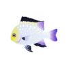 Marginated Damselfish