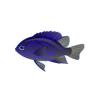 Ocellate Damselfish