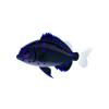 Sapphire Damselfish