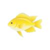 Damselfish - Set 2