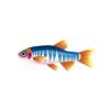 Cross Banded Danio