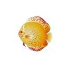 Red Spotted Golden Discus