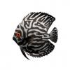 Black and Silver Discus