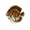 Brown Striped Discus