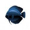 Dark Blue Discus