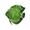 Green Discus