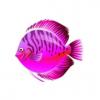 Pink Discus