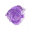 Purple and White Discus