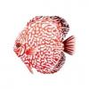 Red and White Discus