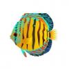 Solomon Discus