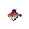 Purple Fin John Dory