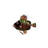 Vibrant Stripe John Dory