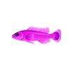 Purple Dottyback